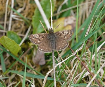 Bruin Dikkopje / Dingy Skipper