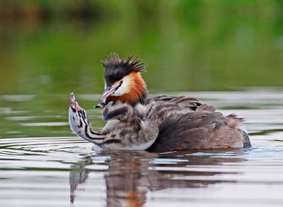 Fuut / Great Crested Grebe