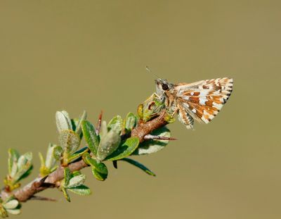 Aardbeivlinder / Grizzled Skipper