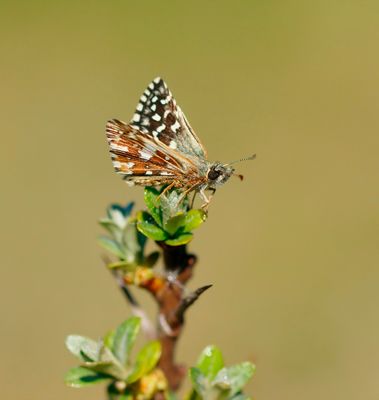 Aardbeivlinder / Grizzled Skipper