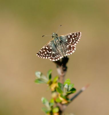 Aardbeivlinder / Grizzled Skipper