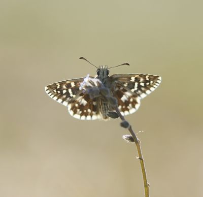 Aardbeivlinder / Grizzled Skipper