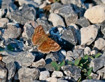 Bruin Dikkopje / Dingy Skipper