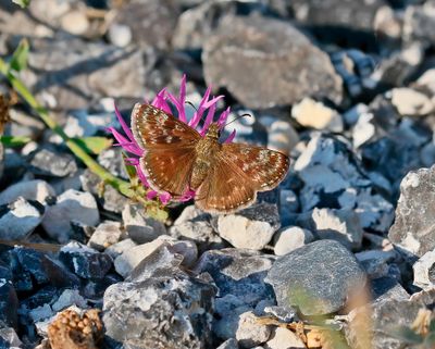 Bruin Dikkopje / Dingy Skipper