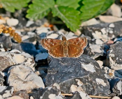 Bruin Dikkopje / Dingy Skipper