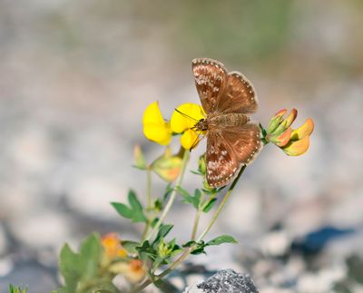 Bruin Dikkopje / Dingy Skipper