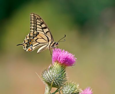 Koninginnenpage / Common Yellow Swallowtail
