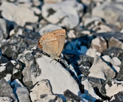 Eikenpage / Purple Hairstreak