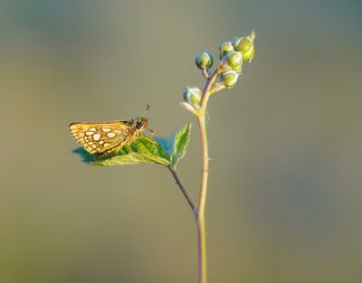 Bont Dikkopje / Chequered Skipper