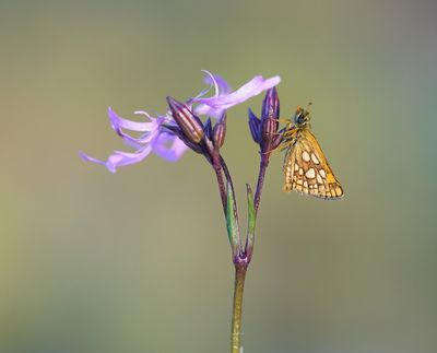 Bont Dikkopje / Chequered Skipper