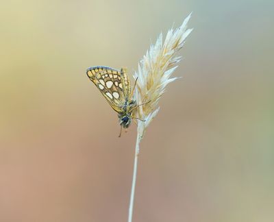 Bont Dikkopje / Chequered Skipper