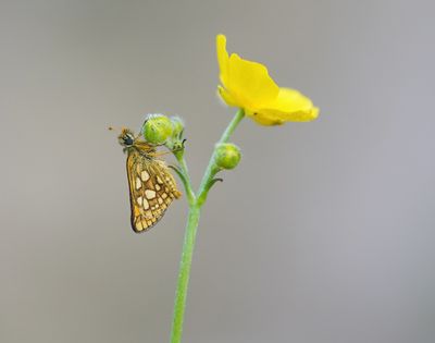 Bont Dikkopje / Chequered Skipper