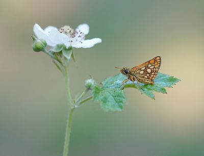 Bont Dikkopje / Chequered Skipper