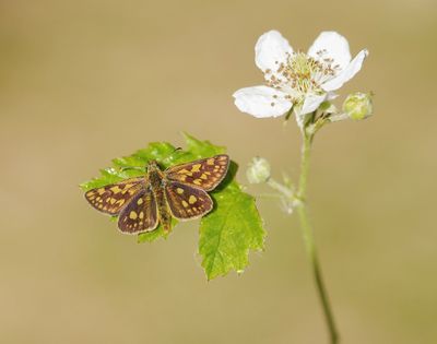 Bont Dikkopje / Chequered Skipper