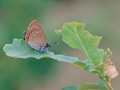 Bruine Eikenpage/ Ilex Hairstreak