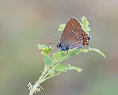 Bruine Eikenpage/ Ilex Hairstreak