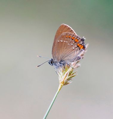 Bruine Eikenpage/ Ilex Hairstreak