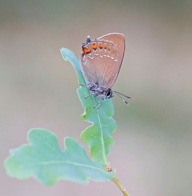 Bruine Eikenpage/ Ilex Hairstreak