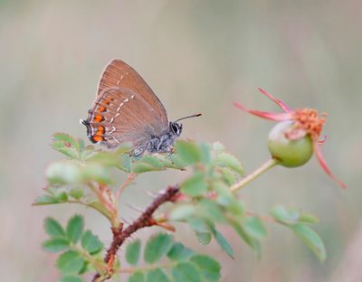 Bruine Eikenpage/ Ilex Hairstreak