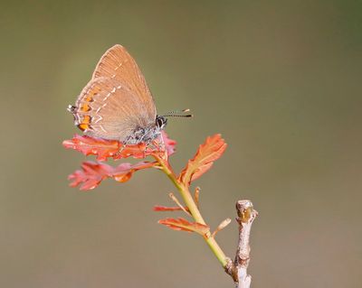 Bruine Eikenpage/ Ilex Hairstreak