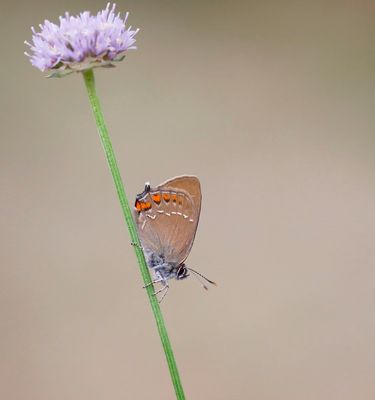Bruine Eikenpage/ Ilex Hairstreak