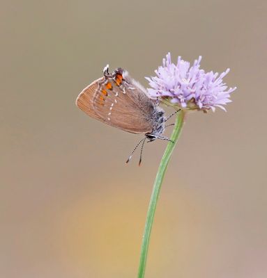 Bruine Eikenpage/ Ilex Hairstreak