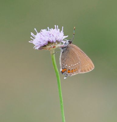 Bruine Eikenpage/ Ilex Hairstreak