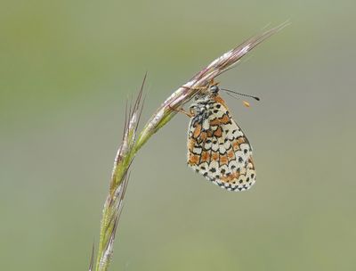 Veldparelmoervlinder / Glanville Fritillary