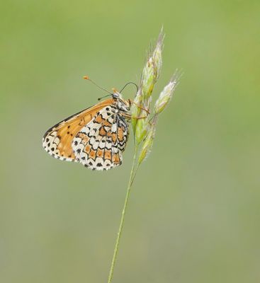 Veldparelmoervlinder / Glanville Fritillary