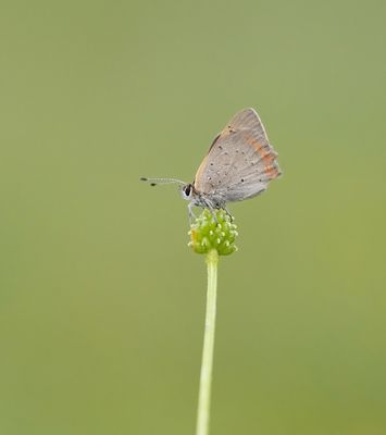 Kleine Vuurvlinder / Small Copper