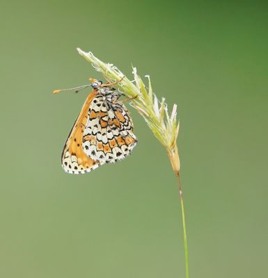 Veldparelmoervlinder / Glanville Fritillary