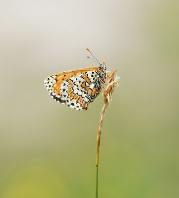 Veldparelmoervlinder / Glanville Fritillary