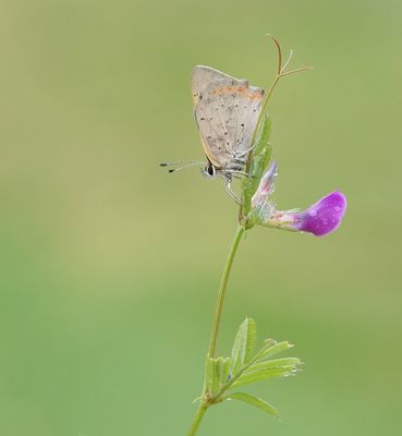 Kleine Vuurvlinder / Small Copper