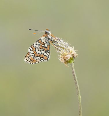 Veldparelmoervlinder / Glanville Fritillary