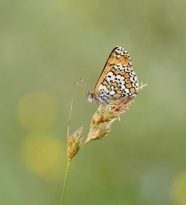 Veldparelmoervlinder / Glanville Fritillary