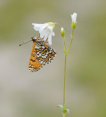 Veldparelmoervlinder / Glanville Fritillary