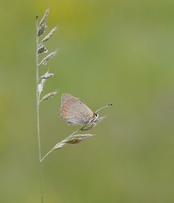 Kleine Vuurvlinder / Small Copper