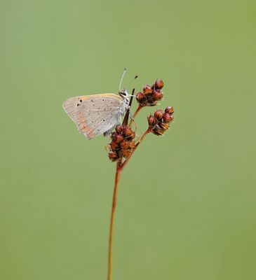 Kleine Vuurvlinder / Small Copper