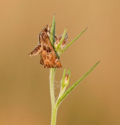 Kaasjeskruiddikkopje / Mallow Skipper