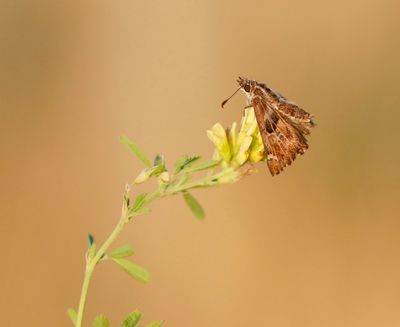 Kaasjeskruiddikkopje / Mallow Skipper