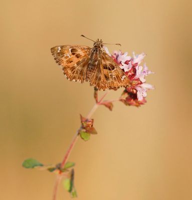 Kaasjeskruiddikkopje / Mallow Skipper