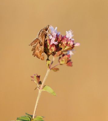 Kaasjeskruiddikkopje / Mallow Skipper