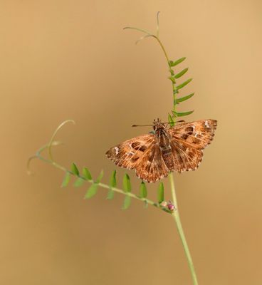 Kaasjeskruiddikkopje / Mallow Skipper
