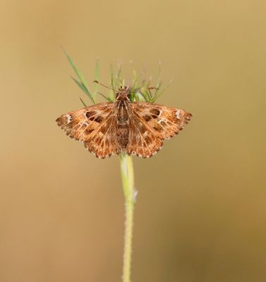 Kaasjeskruiddikkopje / Mallow Skipper