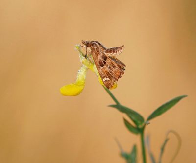 Kaasjeskruiddikkopje / Mallow Skipper