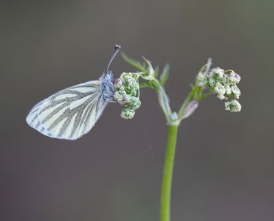 Klein Geaderd Witje / Green-veined White