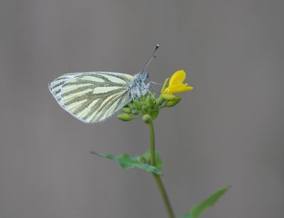 Klein Geaderd Witje / Green-veined White