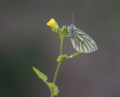 Klein Geaderd Witje / Green-veined White