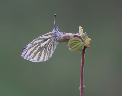 Klein Geaderd Witje / Green-veined White