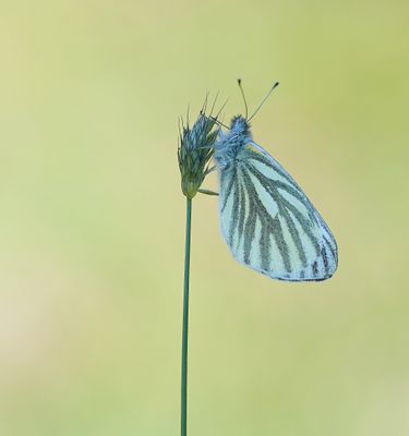 Klein Geaderd Witje / Green-veined White